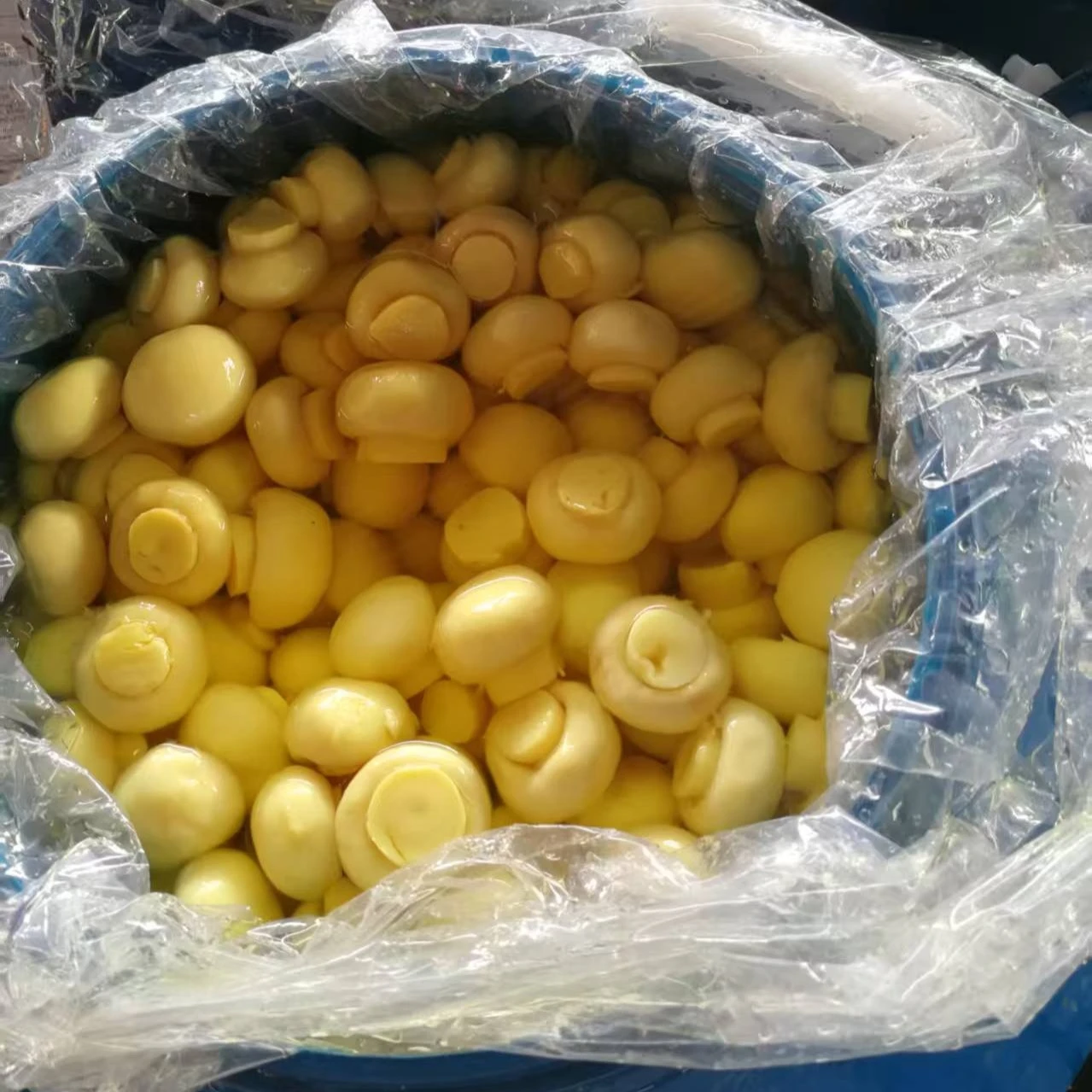 Preserved Fresh Cogumelo Mushroom in Drum suppliers
